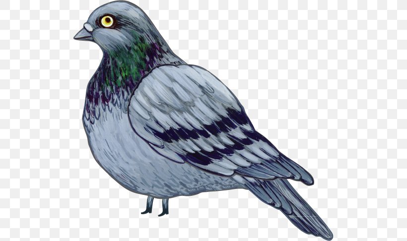 Stock Dove Columbidae Drawing, PNG, 524x486px, Stock Dove, American Sparrows, Animal, Beak, Bird Download Free
