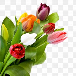 Tulip - Tulip Image JPEG Flower PNG