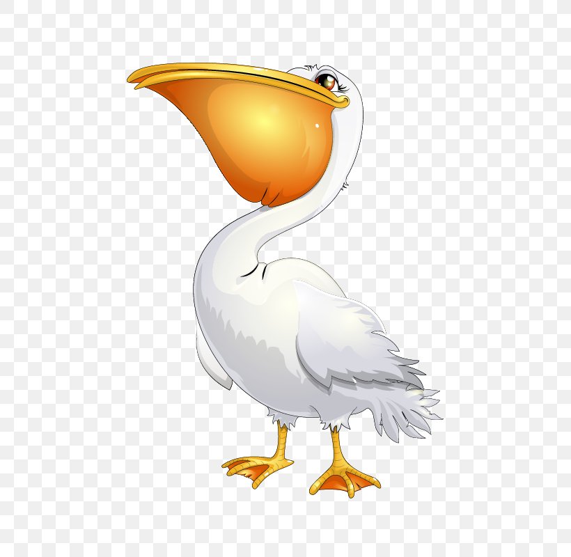 Bird Pelican Clip Art, PNG, 800x800px, Bird, Animal, Animation, Art, Beak Download Free