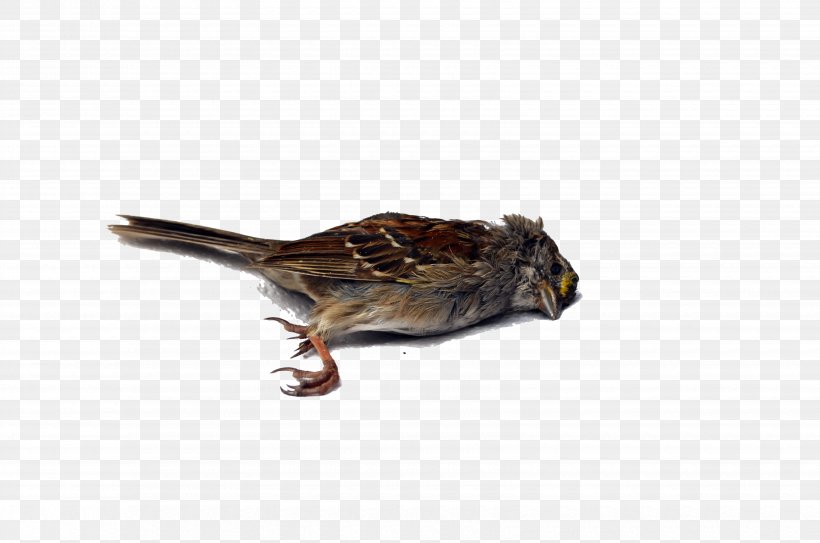 Bird Wren Death, PNG, 6600x4371px, Bird, Beak, Death, Fauna, Feather Download Free