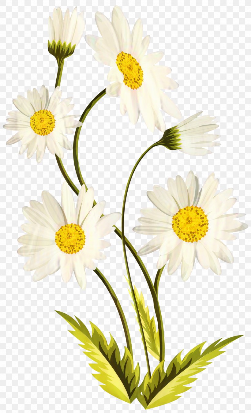 Common Daisy Image Clip Art Drawing, PNG, 1823x3000px, Common Daisy, Aster, Blackeyed Susan, Botany, Camomile Download Free