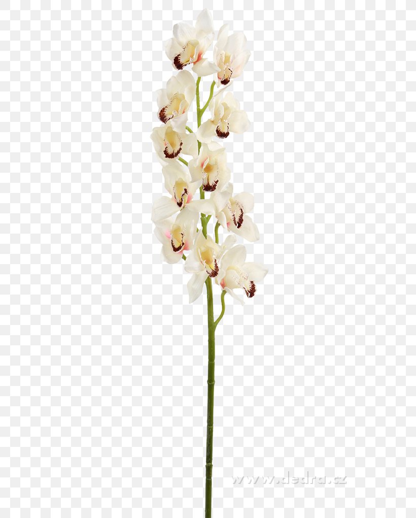 Moth Orchids Cut Flowers Flowerpot, PNG, 680x1020px, Moth Orchids, Blossom, Branch, Centimeter, Cooperation Download Free