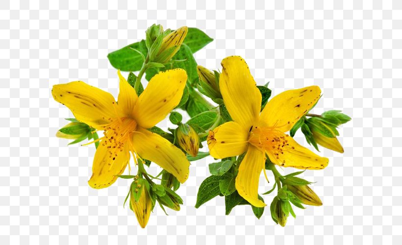 Perforate St John's-wort Dietary Supplement Herb Health Vitamin, PNG, 640x500px, Dietary Supplement, Capsule, Flower, Flowering Plant, Food Download Free