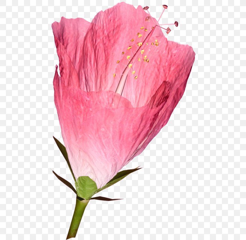 Rosemallows Petal Cut Flowers Garden Roses, PNG, 488x800px, Rosemallows, Artificial Flower, Botany, Cut Flowers, Flower Download Free