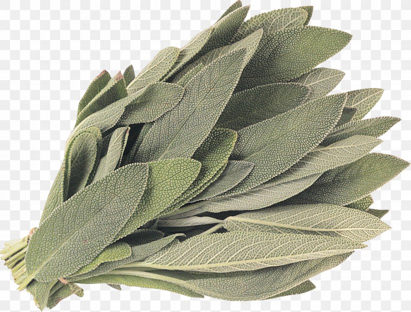 White Sage Common Sage Energy Smudging Plant, PNG, 1443x1098px, White Sage, Combustion, Common Sage, Energy, Herb Download Free