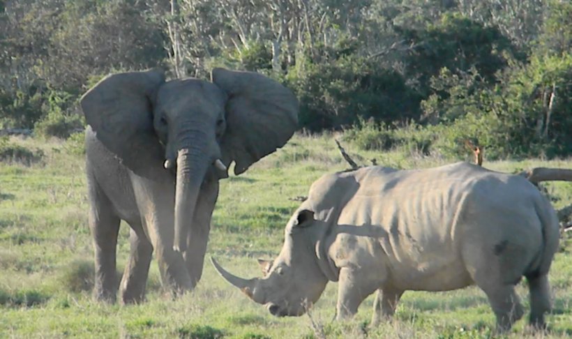 African Bush Elephant Elephant Nature Park Rhinoceros Hippopotamus, PNG, 2244x1330px, African Bush Elephant, African Elephant, Animal, Animal Faceoff, Elephant Download Free