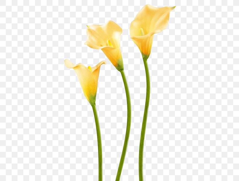 Easter Lily Flower Calla Lily Paint Rollers Plant Stem, PNG, 620x620px, Easter Lily, Arum, Brush, Bud, Calas Download Free