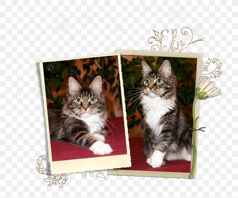 Kitten Maine Coon Norwegian Forest Cat European Shorthair Domestic Short-haired Cat, PNG, 716x682px, Kitten, Carnivoran, Cat, Cat Like Mammal, Domestic Short Haired Cat Download Free
