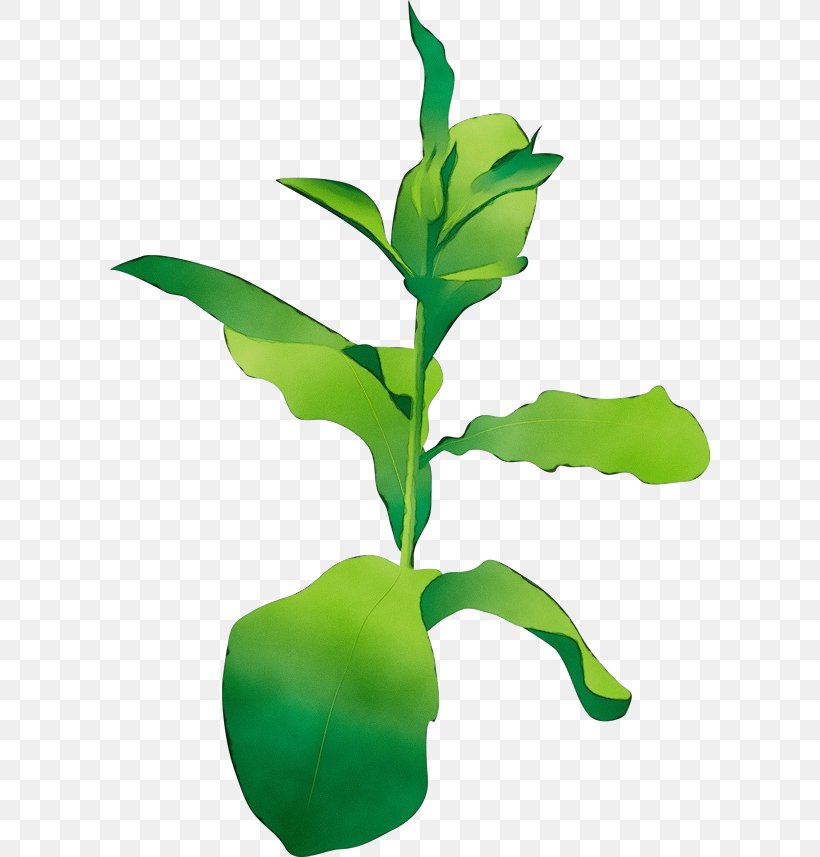 Leaf Flower Plant Flowering Plant Plant Stem, PNG, 600x857px, Watercolor, Flower, Flowering Plant, Herb, Houseplant Download Free