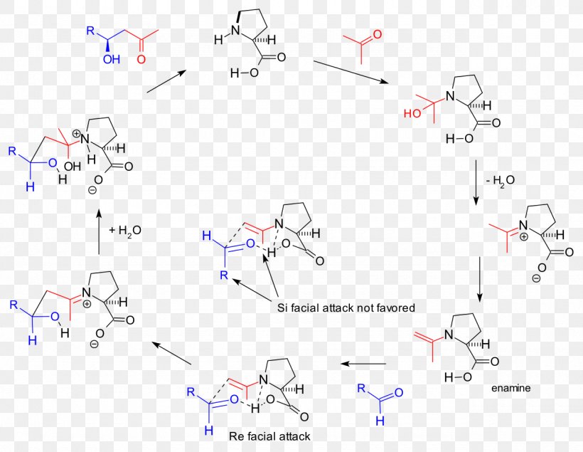 Organocatalysis Aldol Reaction Reaction Mechanism Fructose-bisphosphate Aldolase, PNG, 1280x992px, Catalysis, Aldol, Aldol Condensation, Aldol Reaction, Area Download Free