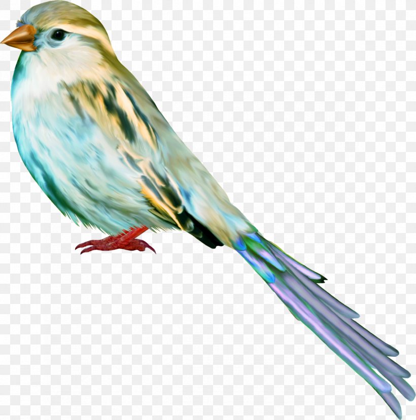 Bird Passerine House Sparrow Beak, PNG, 1186x1200px, Bird, American Sparrows, Animal, Beak, Common Pet Parakeet Download Free