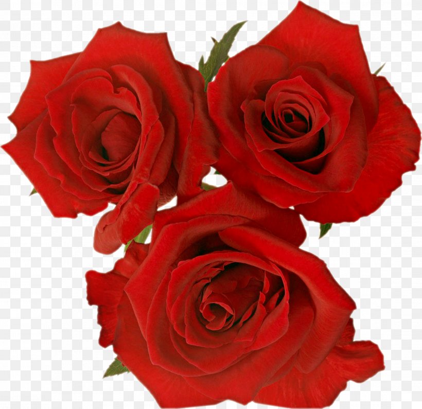 Garden Roses Rosa Gallica Flower Clip Art, PNG, 2191x2126px, Garden Roses, Cut Flowers, Floral Design, Floribunda, Floristry Download Free