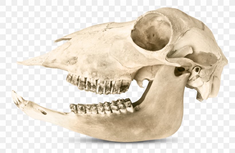 Herbivore Carnivore Omnivore Human Tooth Eating, PNG, 1440x940px, Herbivore, Animal, Bone, Carnivore, Chewing Download Free
