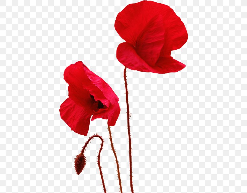 Common Poppy Painting Clip Art, PNG, 430x642px, Common Poppy, Blog, Coquelicot, Flower, Flowering Plant Download Free