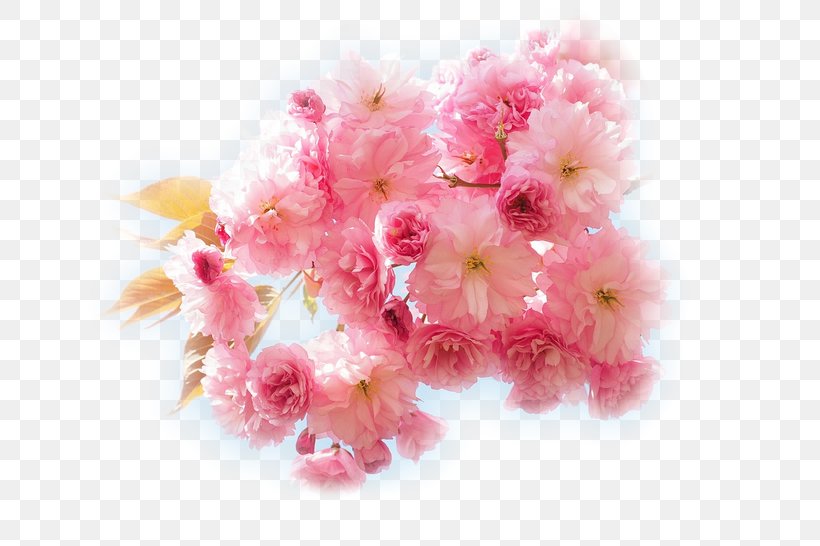 National Cherry Blossom Festival Yoshino Cherry East Asian Cherry, PNG, 667x546px, National Cherry Blossom Festival, Blossom, Blue Marble, Cherry, Cherry Blossom Download Free