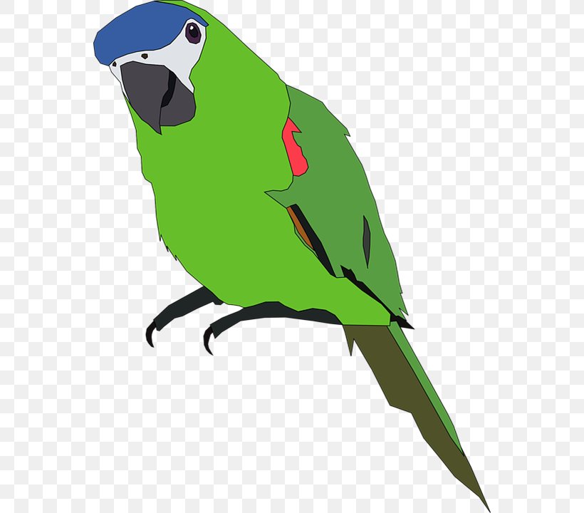 Parrot Bird Budgerigar Clip Art, PNG, 558x720px, Parrot, Beak, Bird, Budgerigar, Common Pet Parakeet Download Free