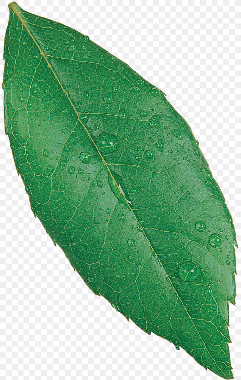 Plant Pathology Leaf, PNG, 969x1530px, Plant Pathology, Leaf, Pathology, Plant Download Free