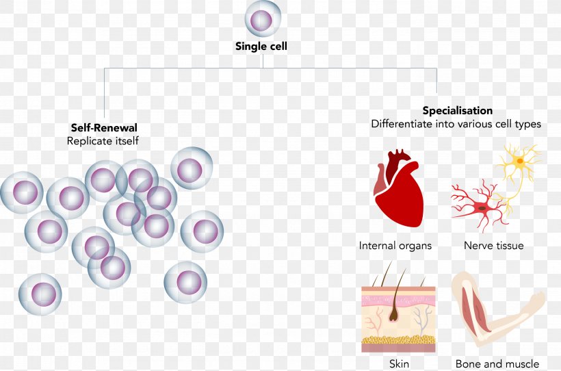 Stem Cell Regeneration Umbilical Cord Tissue, PNG, 2757x1823px, Stem Cell, Blood, Brand, Cell, Cord Blood Download Free