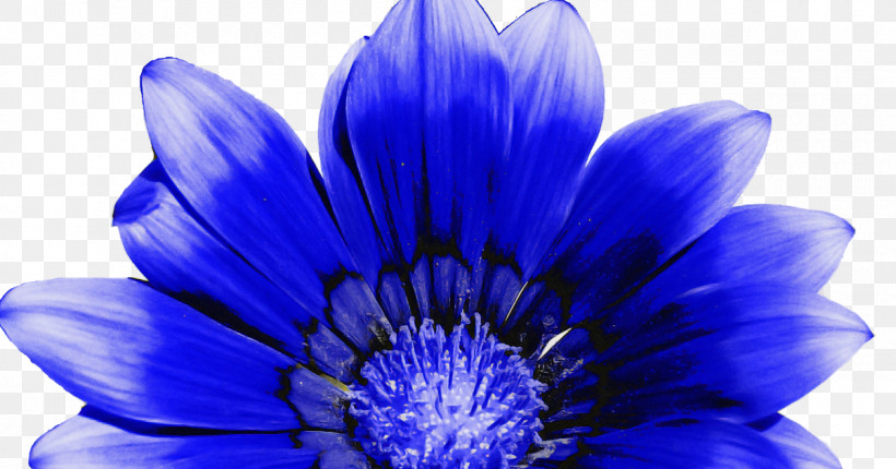 Blue Petal Flower Cobalt Blue Purple, PNG, 1200x630px, Blue, African Daisy, Annual Plant, Cobalt Blue, Daisy Family Download Free