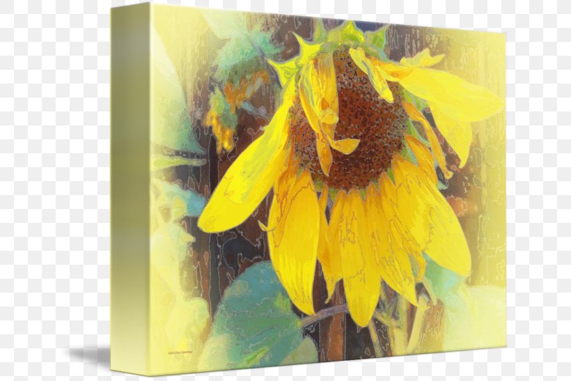 Common Sunflower Painting Sunflower M Bowing Thin-shell Structure, PNG, 650x547px, Common Sunflower, Bowing, Daisy Family, Flower, Flowering Plant Download Free