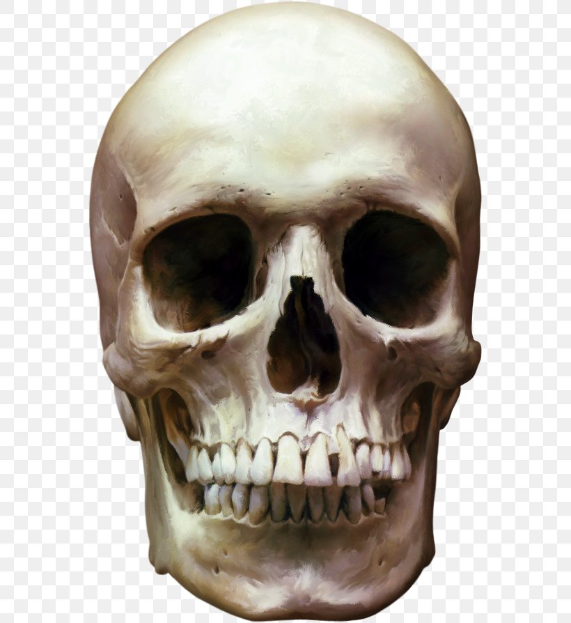 Human Skull Skeleton Clip Art, PNG, 567x894px, Human Skull, Bone, Head, Homo Sapiens, Human Body Download Free