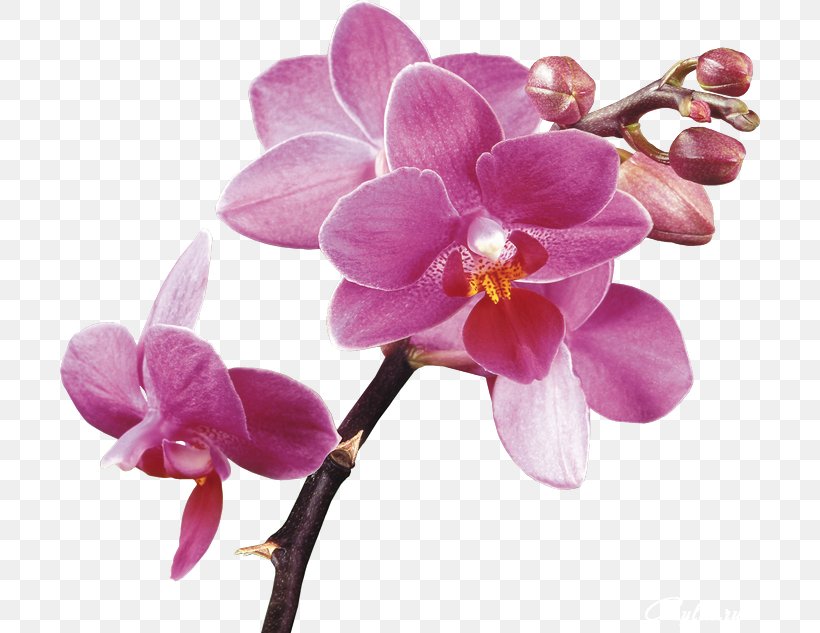 Orchids Desktop Wallpaper Clip Art, PNG, 700x633px, Orchids, Blossom, Cut Flowers, Flower, Flowering Plant Download Free