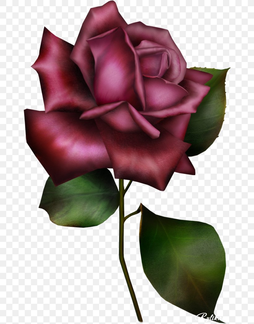 Rosa Gallica Garden Roses Flower Blue Rose Clip Art, PNG, 670x1045px, Rosa Gallica, Blue, Blue Rose, Bud, Cut Flowers Download Free