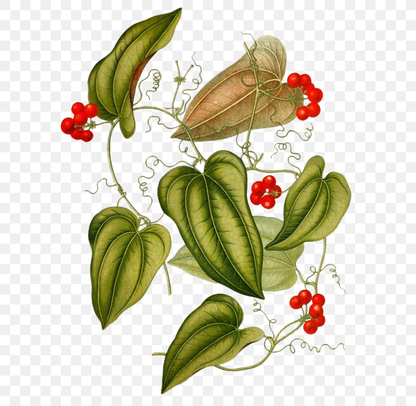 Smilax Aristolochiifolia Jamaica Sarsaparilla Smilax Aspera Medicine Plants, PNG, 608x800px, Jamaica Sarsaparilla, Butterfly, Flora, Flower, Flowering Plant Download Free