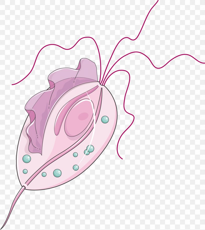 Trichomonas Vaginalis Trichomoniasis Hookworm Infection Pentatrichomonas Hominis Trichinella Spiralis, PNG, 1487x1673px, Watercolor, Cartoon, Flower, Frame, Heart Download Free