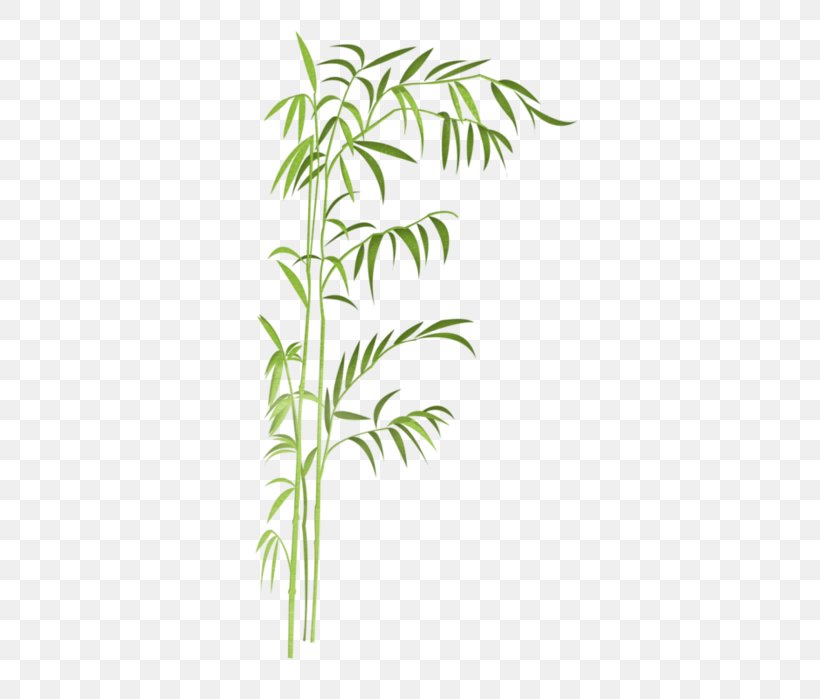 Tropical Woody Bamboos Grass Poetry 十三棍僧救唐王 Beixin Experimental Primary School Of Chengdu, PNG, 477x699px, Tropical Woody Bamboos, Ansichtkaart, Arecales, Branch, Chenghua District Download Free