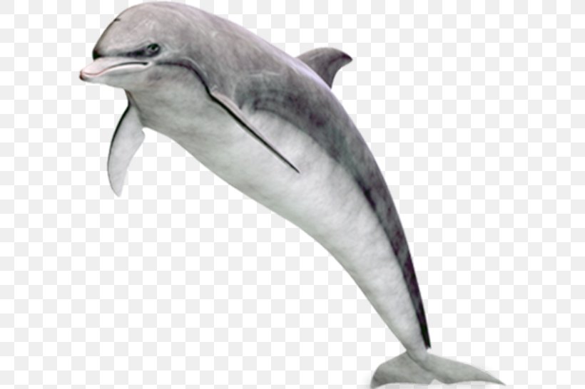 Common Bottlenose Dolphin Tucuxi Short-beaked Common Dolphin Rough-toothed Dolphin White-beaked Dolphin, PNG, 600x546px, Common Bottlenose Dolphin, Beak, Cetacea, Dolphin, Fauna Download Free
