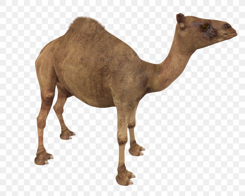 Dromedary Fauna Terrestrial Animal Snout, PNG, 1000x800px, Dromedary, Animal, Arabian Camel, Camel, Camel Like Mammal Download Free