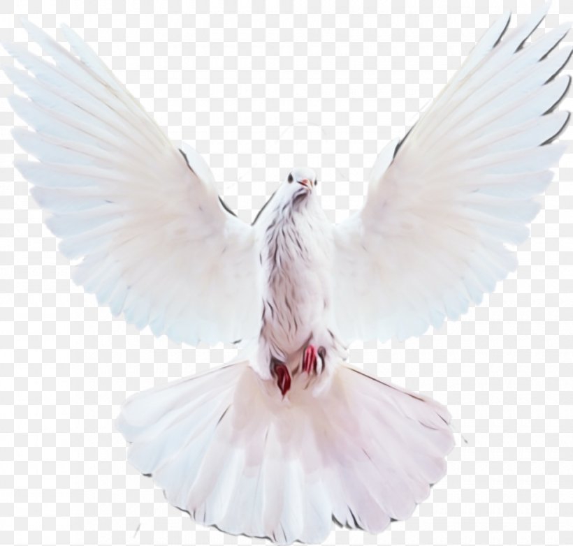 Feather, PNG, 980x935px, Watercolor, Angel, Beak, Bird, Costume Download Free