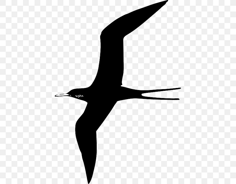 Frigatebird Gulls Clip Art Vector Graphics, PNG, 439x640px, Bird, Arm, Beak, Black And White, Charadriiformes Download Free