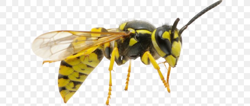 Hornet Honey Bee Insect Wasp, PNG, 640x348px, Hornet, Animal, Arthropod, Bee, Bee Removal Download Free