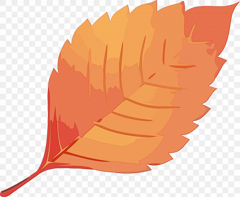 Orange, PNG, 3087x2535px, Autumn Leaf, Feather, Leaf, Orange, Paint Download Free