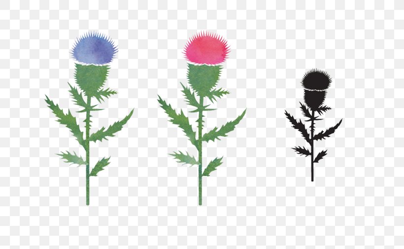 Thistle Euclidean Vector Flower, PNG, 724x507px, Thistle, Couple, Flower, Flowering Plant, Grass Download Free