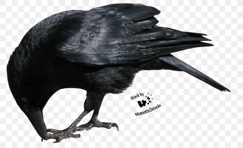 Common Raven Clip Art, PNG, 1144x698px, Common Raven, American Crow, Beak, Bird, Crow Download Free
