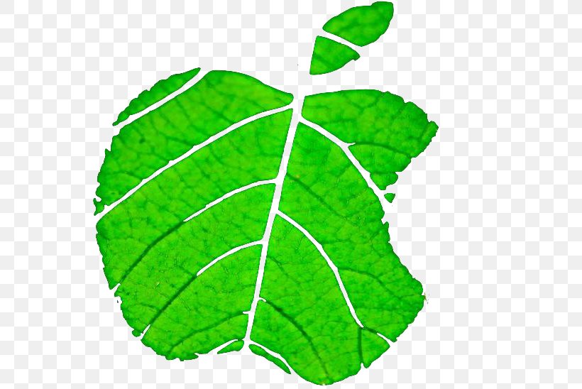 Leaf Apple Environmental Protection, PNG, 647x548px, Leaf, Apple, Environmental Protection, Grass, Green Download Free