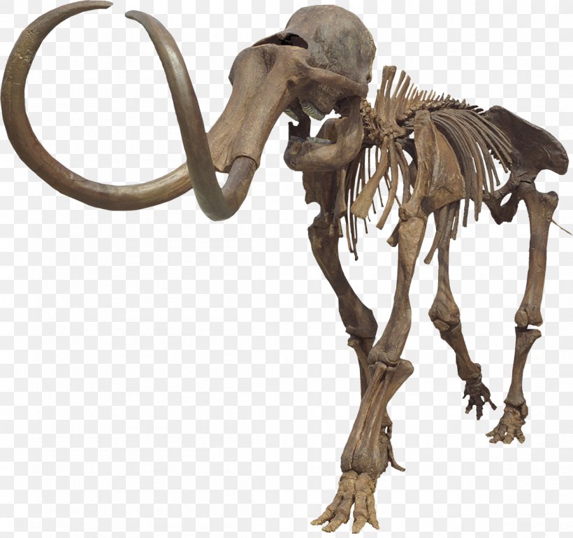 Mammuthus Meridionalis Aucilla River Columbian Mammoth Woolly Mammoth Steppe Mammoth, PNG, 1151x1080px, Mammuthus Meridionalis, Aucilla River, Columbian Mammoth, Elephant, Elephantidae Download Free