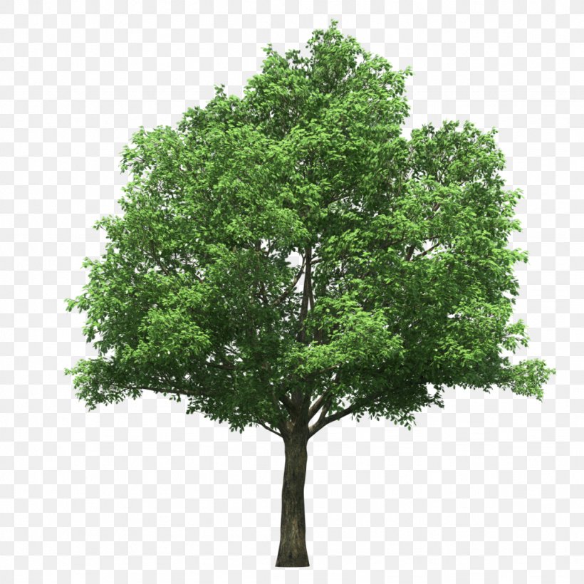 Stock Photography Image Tree Stock.xchng, PNG, 1024x1024px, Stock Photography, Branch, Evergreen, Leaf, Oak Download Free