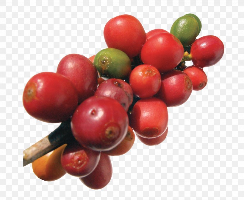 Robusta Coffee Frutti Di Bosco Arabica Coffee Coffee Bean, PNG, 2109x1728px, Coffee, Acerola Family, Arabica Coffee, Bean, Berry Download Free