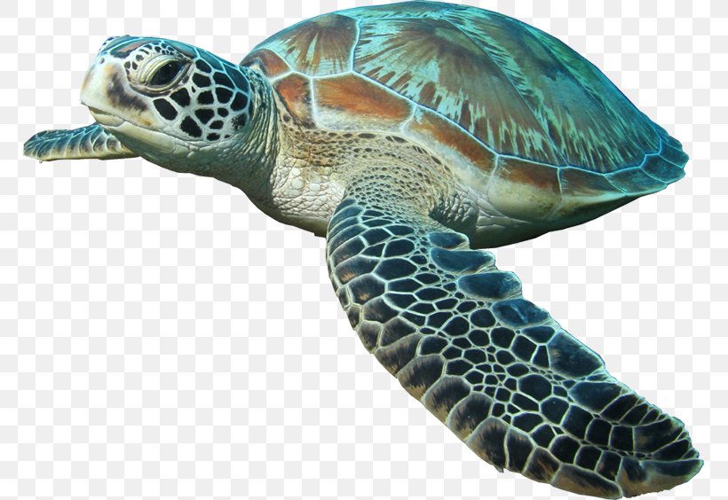 Sea Turtle Islamorada Reptile, PNG, 767x564px, Turtle, Animal, Aquatic Animal, Carapace, Emydidae Download Free