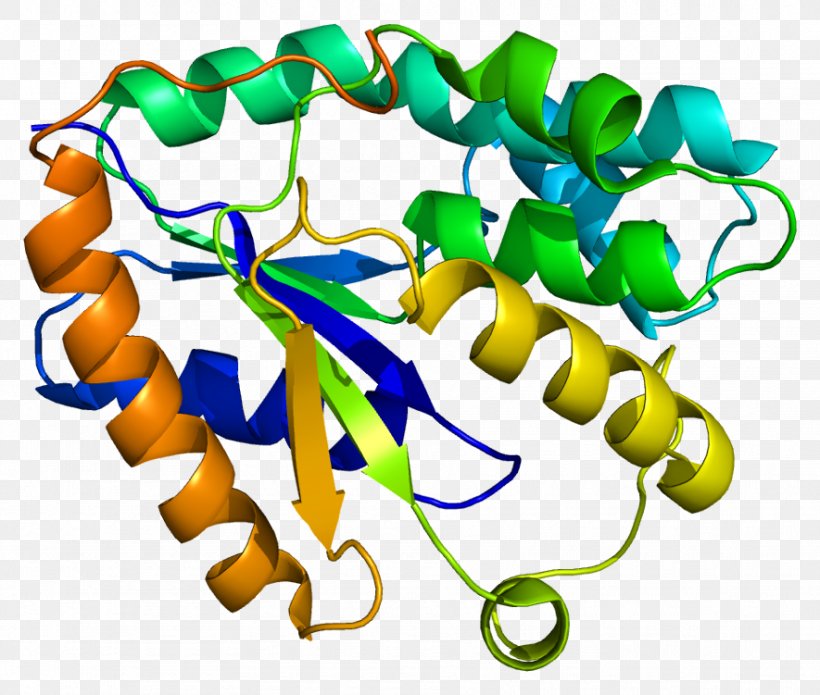 DTYMK Thymidylate Kinase Thymidine Monophosphate DTMP Kinase, PNG ...