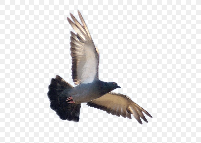 Duck Bird Vuela Alto Rock Dove Feather, PNG, 600x584px, Watercolor, Cartoon, Flower, Frame, Heart Download Free