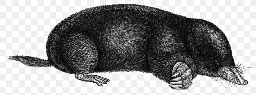 European Mole Spanish Mole Shrew Rodent Altai Mole, PNG, 1418x532px, European Mole, Animal, Artwork, Beaver, Black Download Free