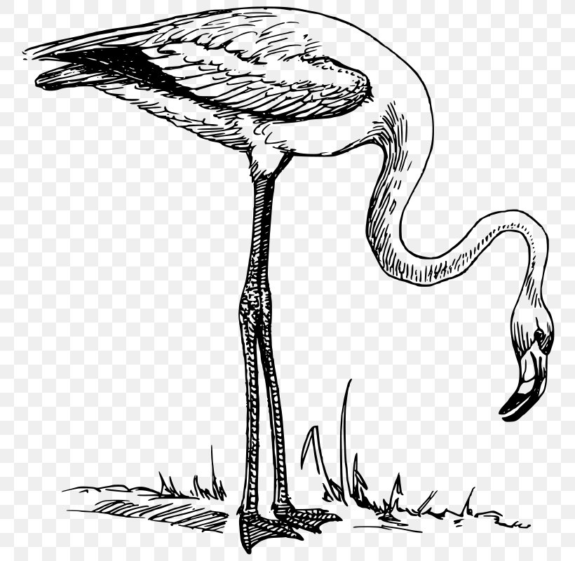 Flamingo Clip Art, PNG, 800x800px, Flamingo, Beak, Bird, Black And White, Branch Download Free