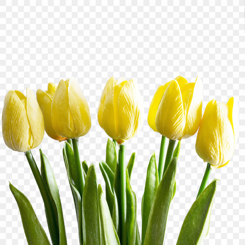 Flower Tulip Yellow Petal Plant, PNG, 2000x2000px, Flower, Bud, Cut Flowers, Lily Family, Petal Download Free