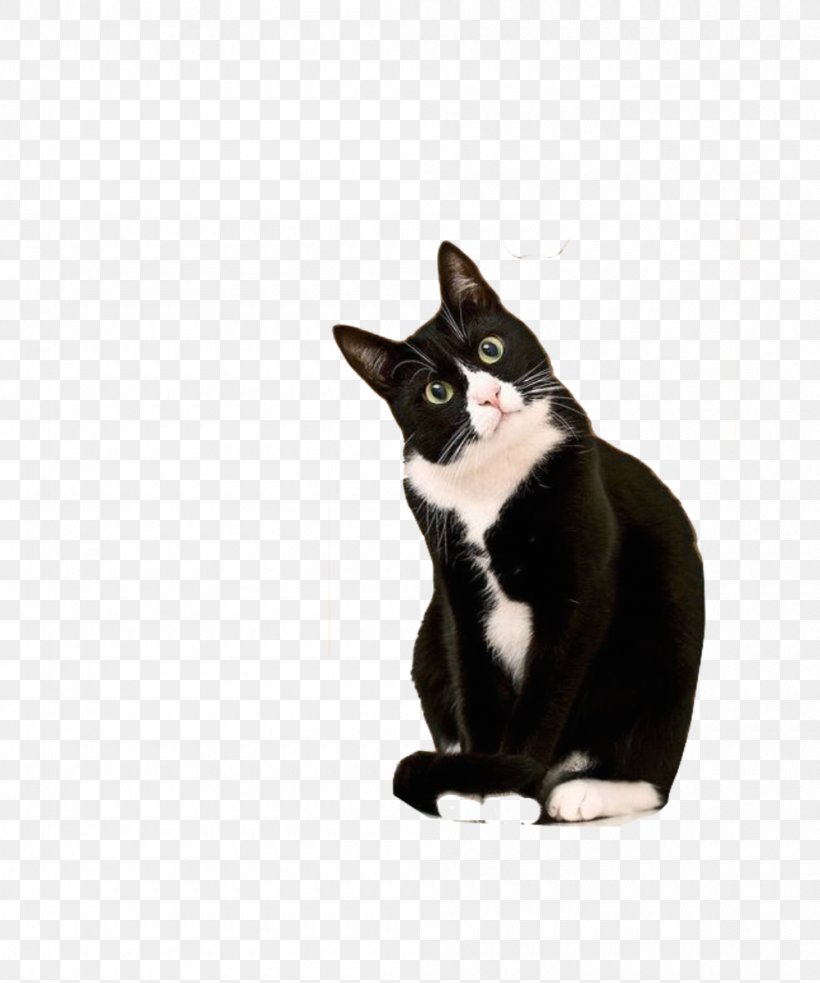 Kitten Cornish Rex Bicolor Cat Tuxedo Suit, PNG, 1000x1200px, Kitten, Bicolor Cat, Black Cat, Black Tie, Calico Cat Download Free