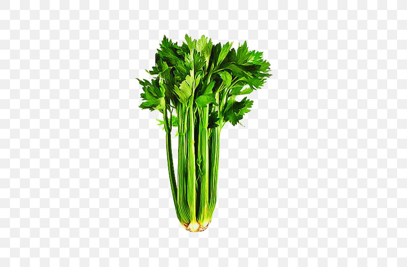 Salad, PNG, 680x539px, Cabbage, Celeriac, Celery, Chard, Chinese Cabbage Download Free